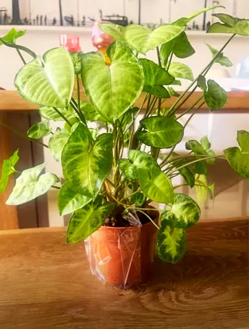 Plant