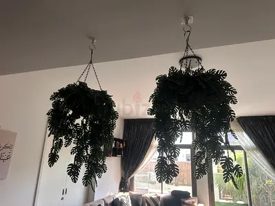 Pair of Hanging Artificial Monstera Plants - Ready to Hang