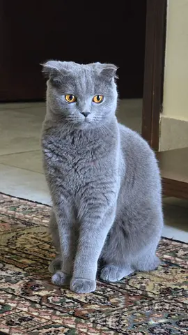 Cat adoption for free