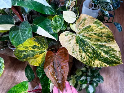 Anthurium variegated papillilaminum x queen  Aed750/-.  Pickup near financial center metro. Delivery