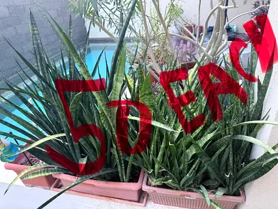 Plants for sale