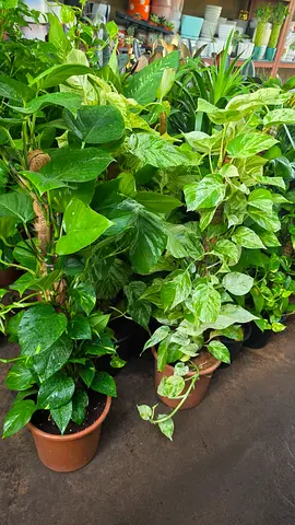 Money plant