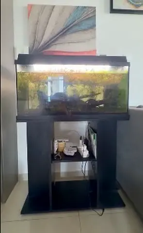 Juwel 90 Large Glass Aquarium with Stand and Hood – Used, Ready to Set Up