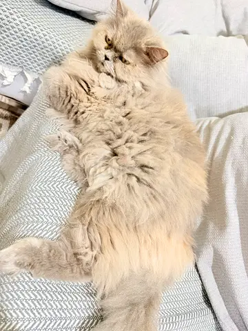 Beautiful Long-Haired Persian Cat Looking for a Forever Home
