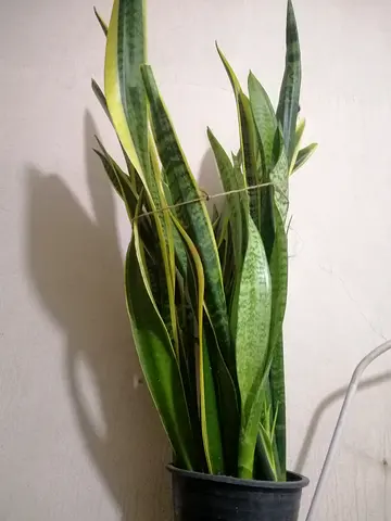 Tall Sansevieria (Snake Plant) in Pot +other indooroutdoor plants. Prices vary depending upon p