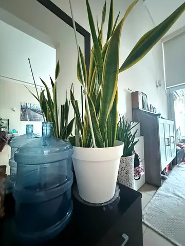 Plants for sale