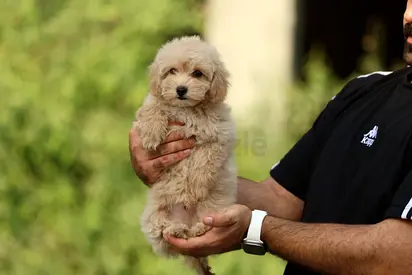 Adorable Maltipo fluffy looking for new home