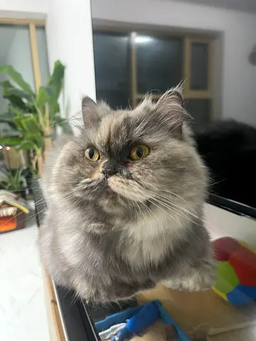 Cat for Urgent adoption- comes with all her supplies