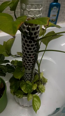 Live pothos plant in decorative white ceramic pot with moss pole