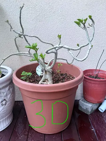 Plants for sale