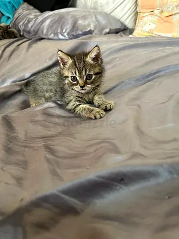 Kitten for adoption