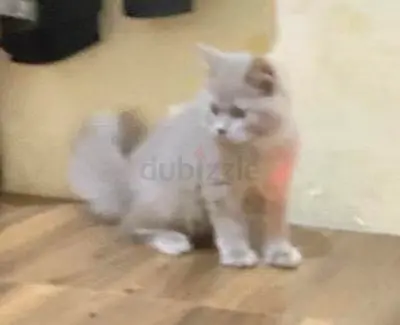 British Longhair kitten three month very beautiful