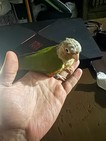 9 months old very friendly conure