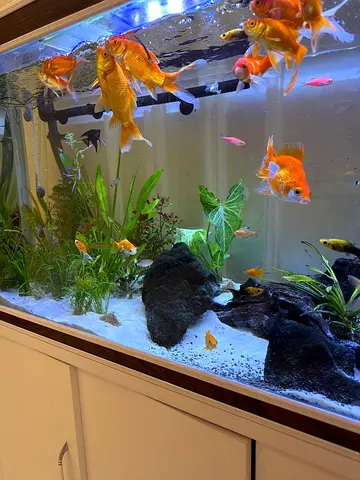 Koi fish for adoption