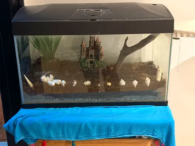Glass terrarium/aquarium tank with hood — good condition with accessories and table