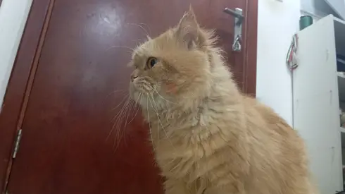 Persian cats for free adoption