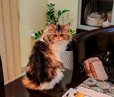 Cat for adoption