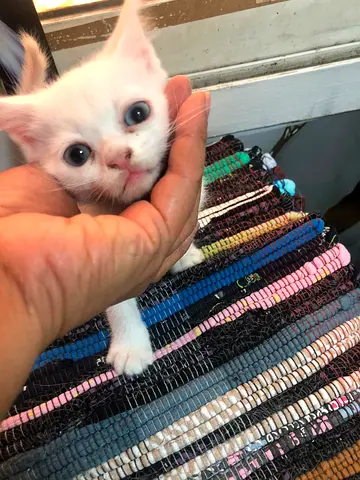 Kitten British short hair persian mix