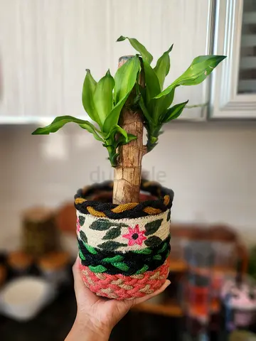 Dracaena fragrans / Corn plant with planter basket