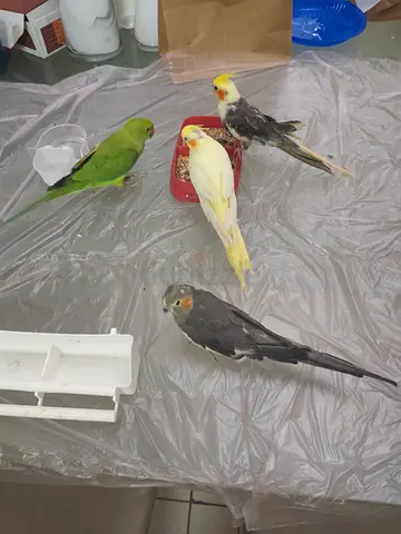 عجمان، ابراج عجمان وان