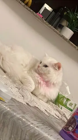 Kitty is for adoption