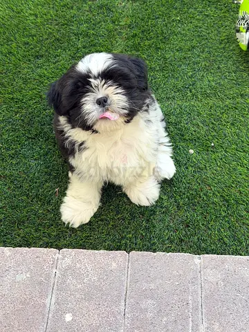 Puppy for free adoption
