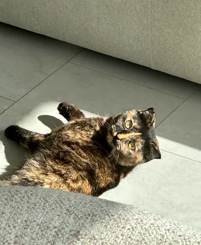Domestic Tortoiseshell Cat for Adoption