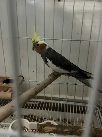 Mature breeding Female cocktail parrot