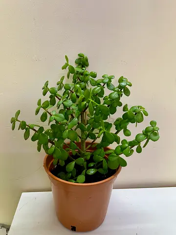 Jade Plant