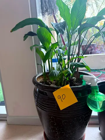 Plants for sale