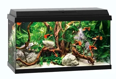 Juwel primo 60 - Complete 60-80L Glass Fish Aquarium Tank and base only