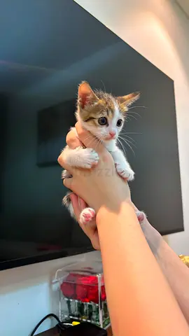 Kittens for free adoption