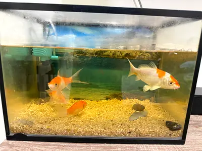 Aquarium