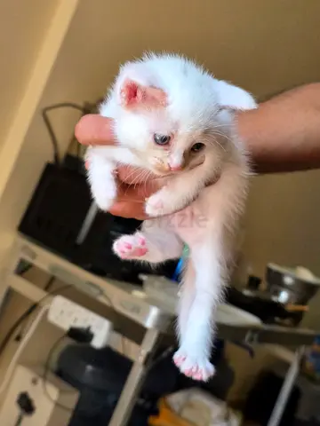 Cute white and black kitten available for adoption - healthy and playful