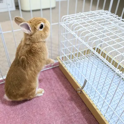 Adorable Holland Lop Rabbit Looking for a Loving Home