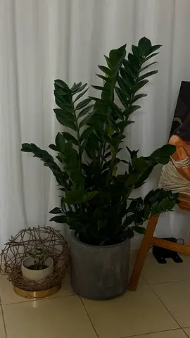 Large Indoor ZZ Plant (Zamioculcas zamiifolia) in Concrete Pot