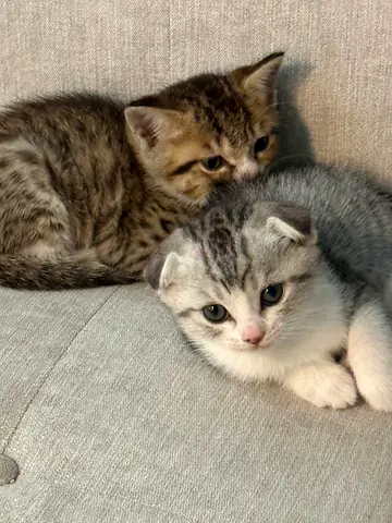 Kittens for adoption