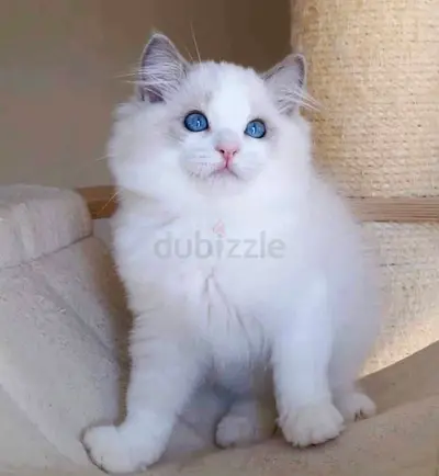 Blues eyes ragdoll kittens