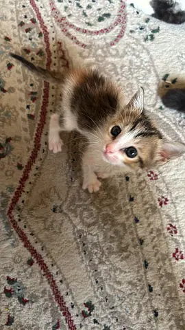 Calico Kitten for Free Adoption