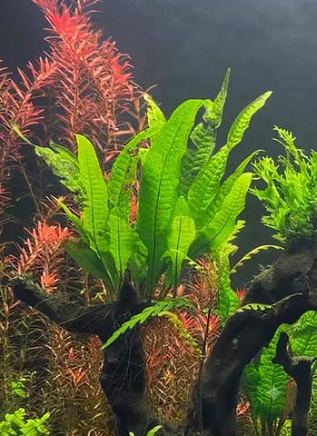 Aquarium Java fern for Sale