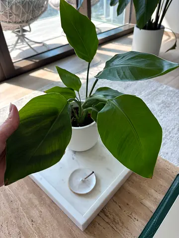 Healthy green indoor potted plant - Bird of Paradise strelitzia - with pot