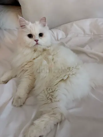 Sweet Long-Haired Persian Mix (1 Year Old) – Free Adoption