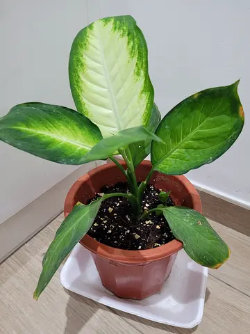 Dieffenbachia/Dumb Cane - Indoor Plant