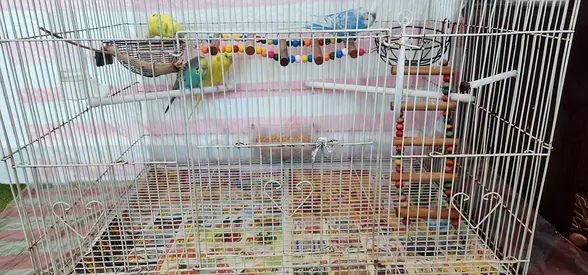 Large bird cage with perches and toys — includes 4 small parakeets