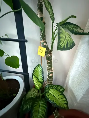 Plants for sale