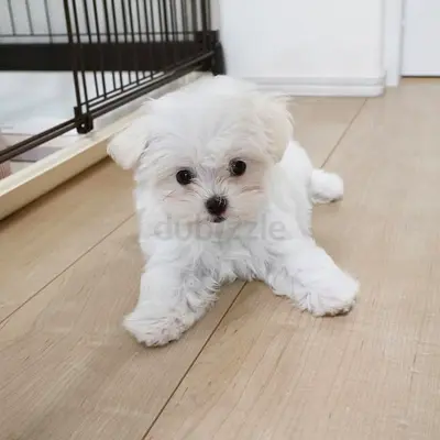 Adorable Maltese puppy — Healthy Playful and friendly