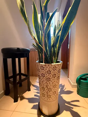 Plants for sale