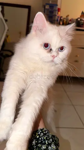 White long-haired Persian cat — friendly, indoor-only (ready for new home)