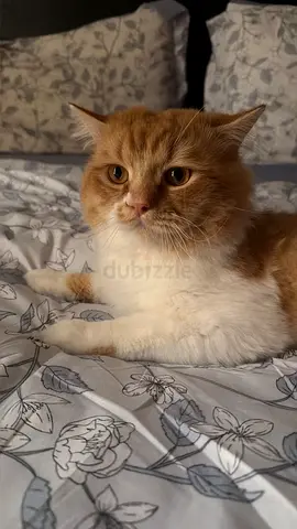Orange cat for free adoption