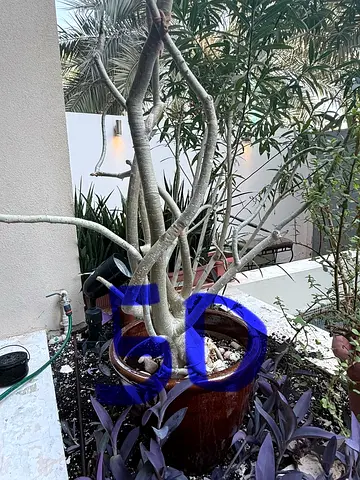 Plants for sale